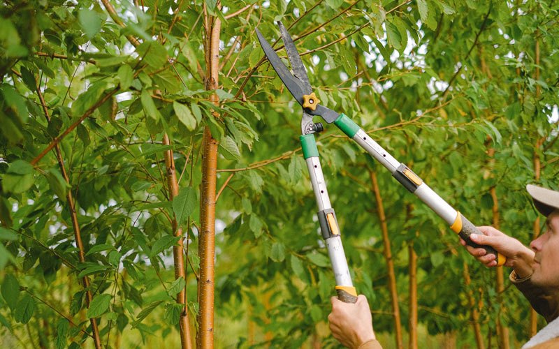 Tree trimming in Belle Fourche, SD
