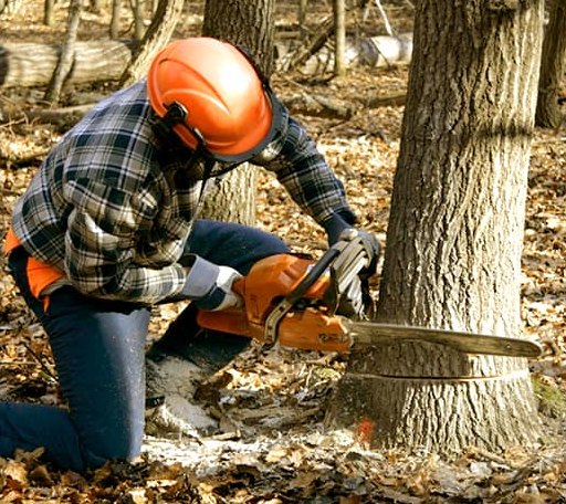 Tree Removal in Belle Fourche, SD